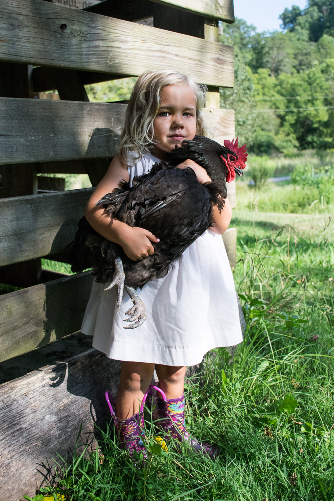 A little girl in a summer dress and rain boots holds a chicken at her farm house.