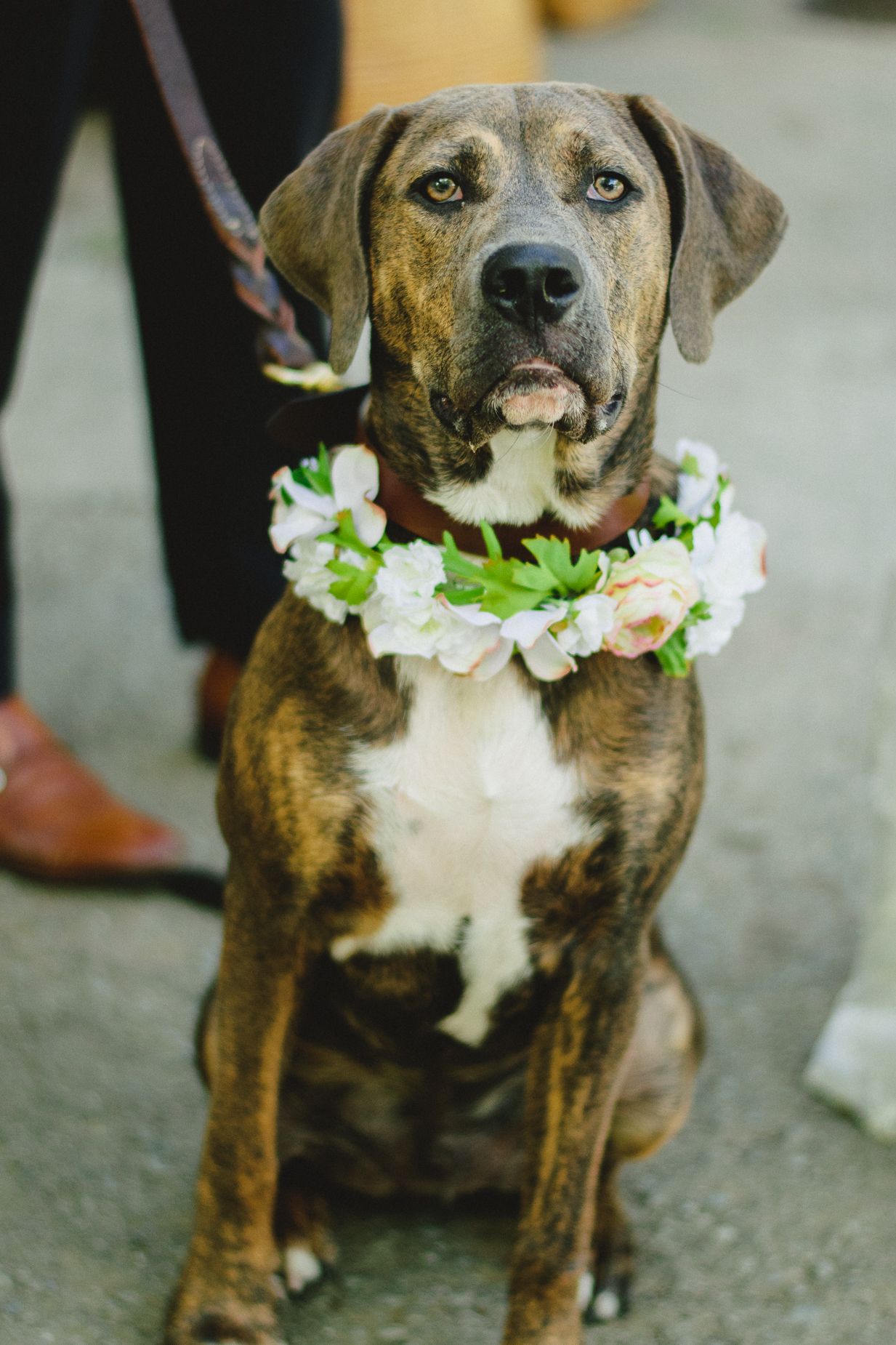 Dog ring bearer at a wedding.