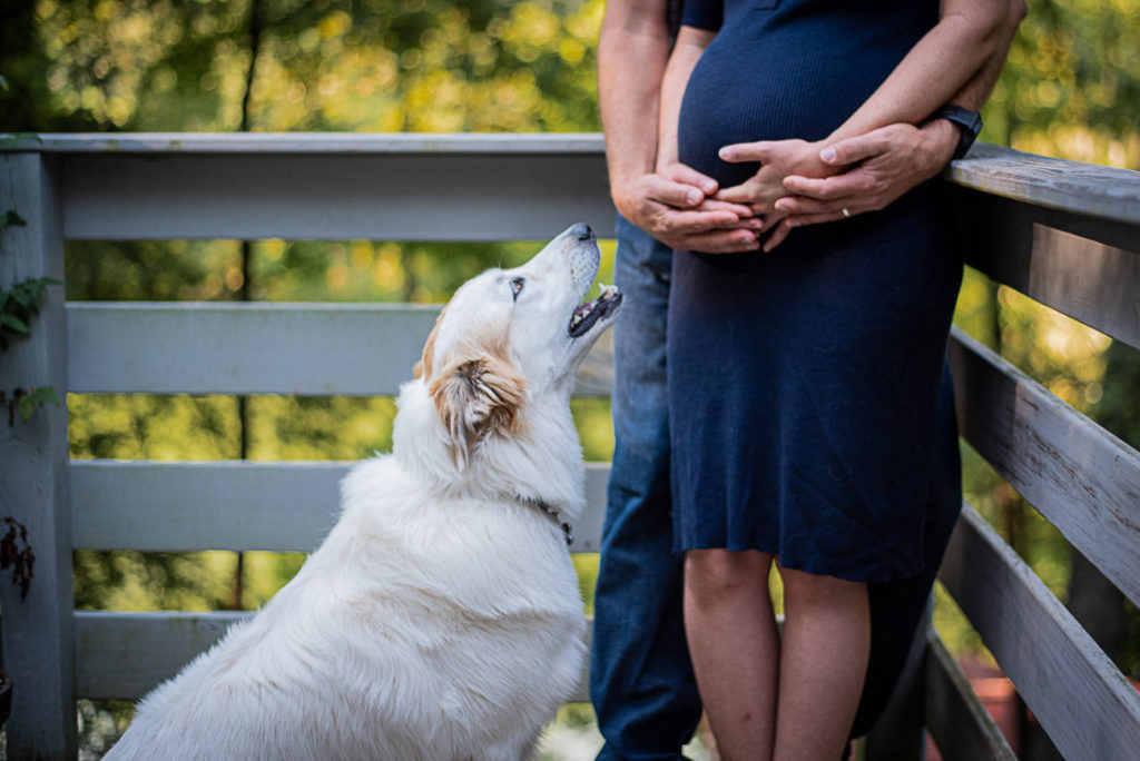 A big, white dog looks up at a pregnant couple.