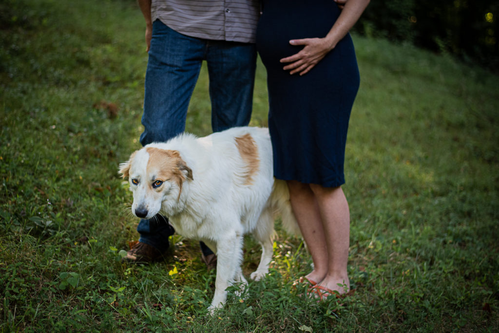 A big, white dog sits between a pregnant couple in their front yard.